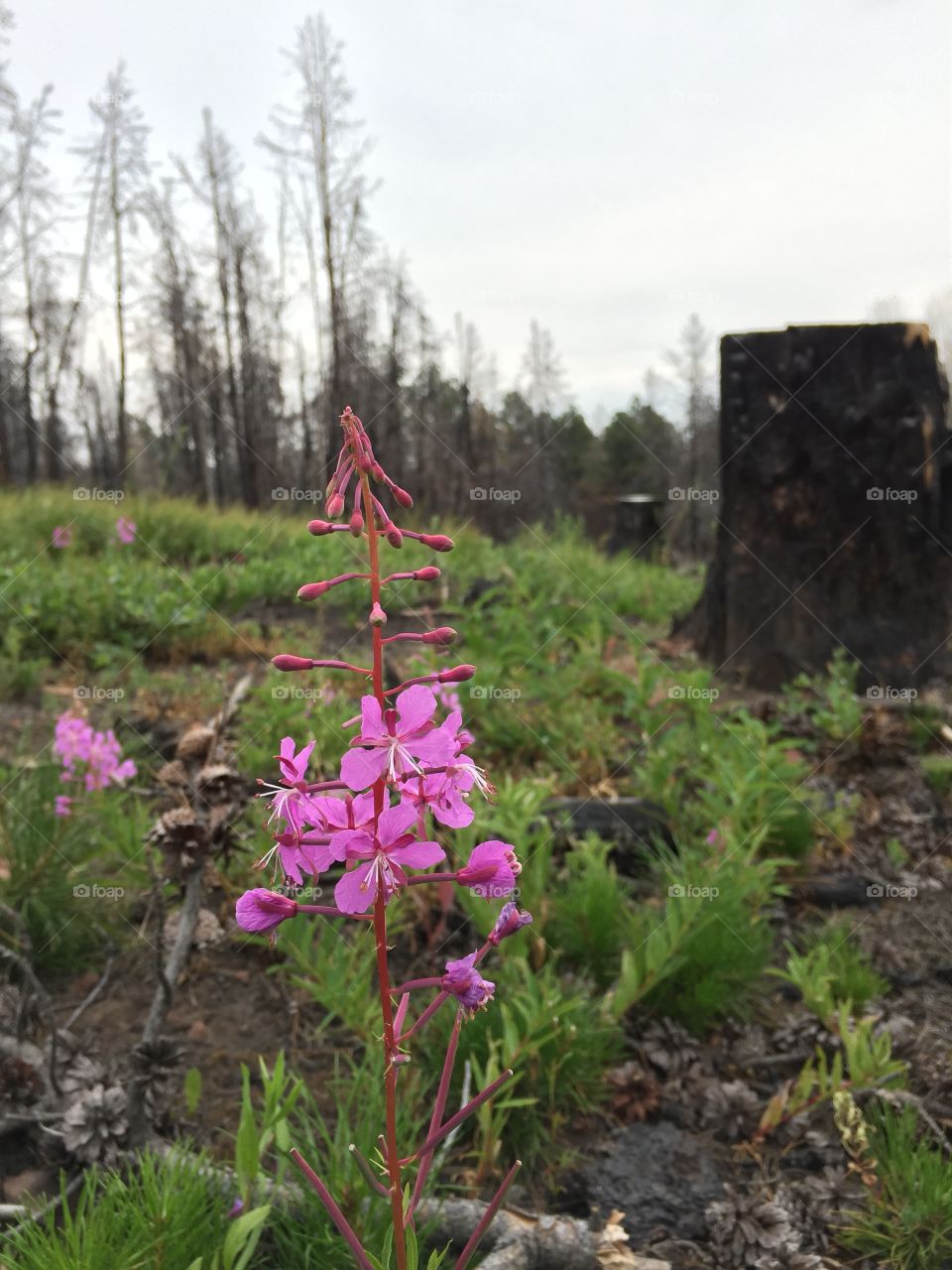 Fireweed in Bloom. Pink fireweed in full bloom at the site of a wildfire