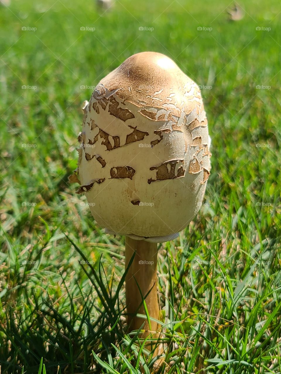 mushroom