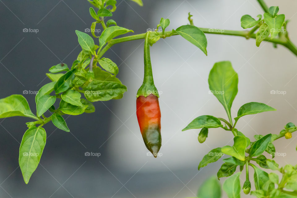 Red Chili