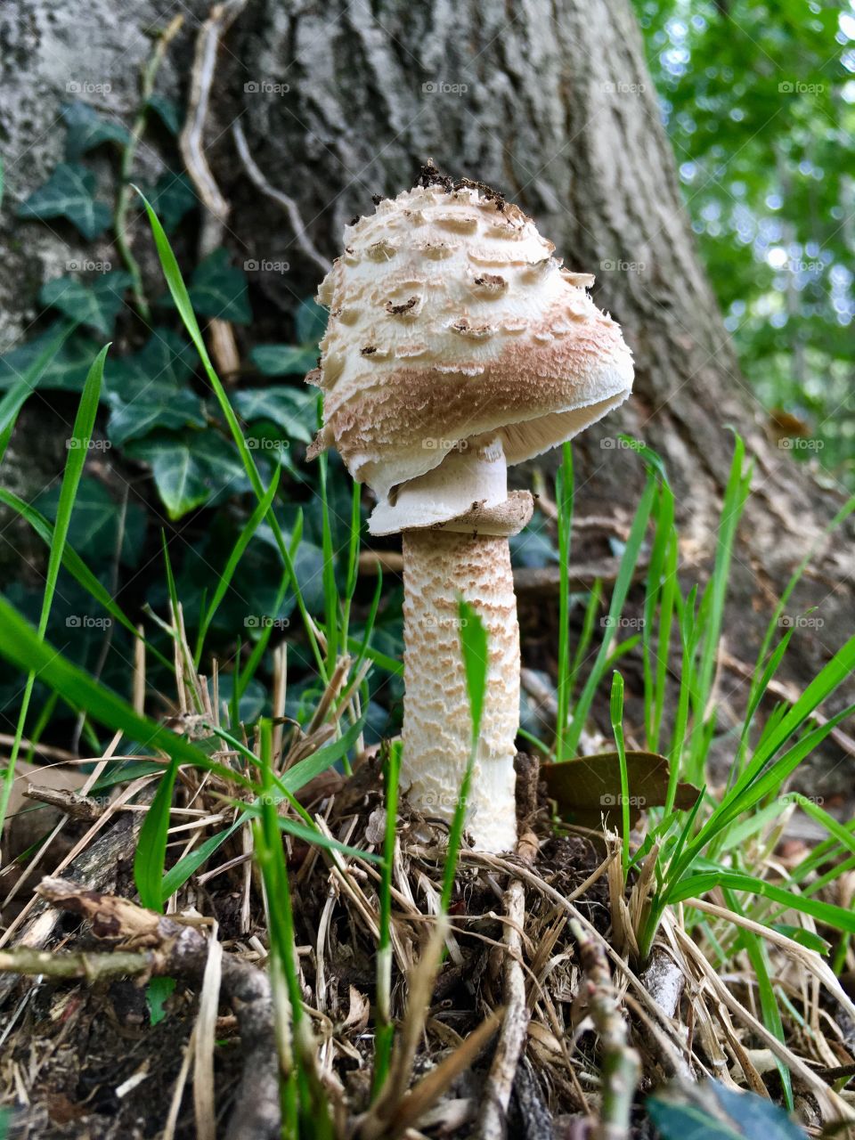 a fine example of a young parasol mushroom in a woody background environment