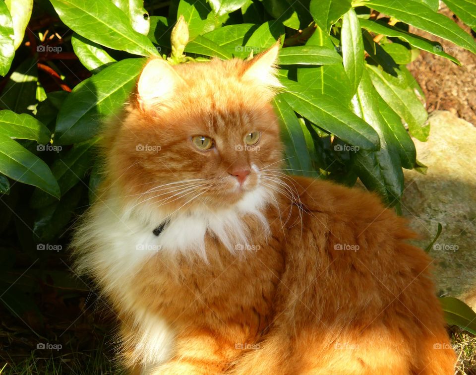 Cute cat enjoying the spring sun