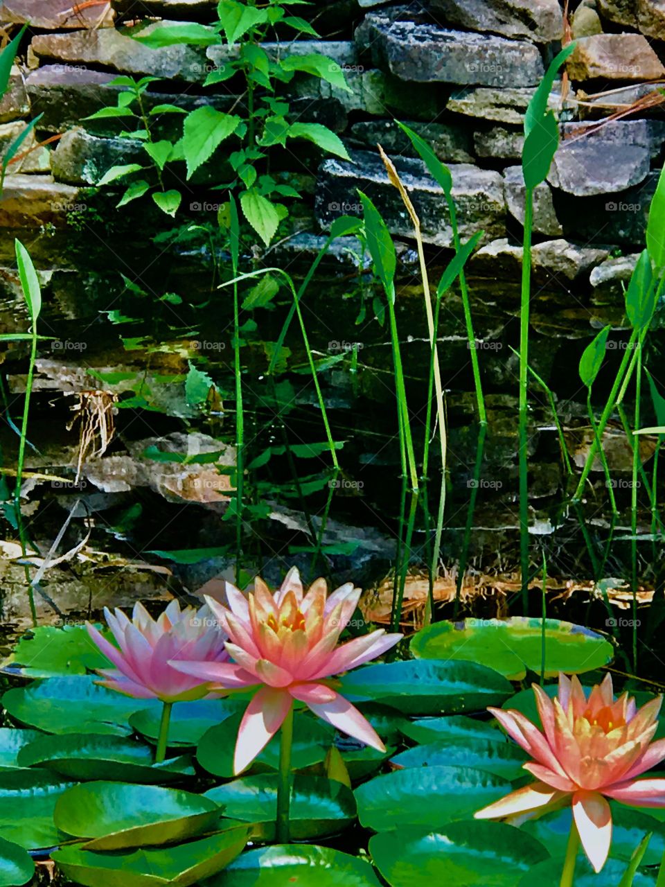 Waterlily tranquility 