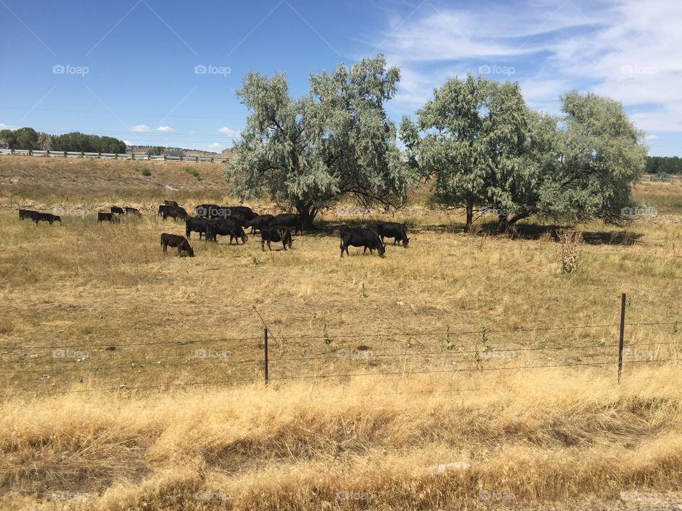 Agriculture, Landscape, Grass, Mammal, Grassland