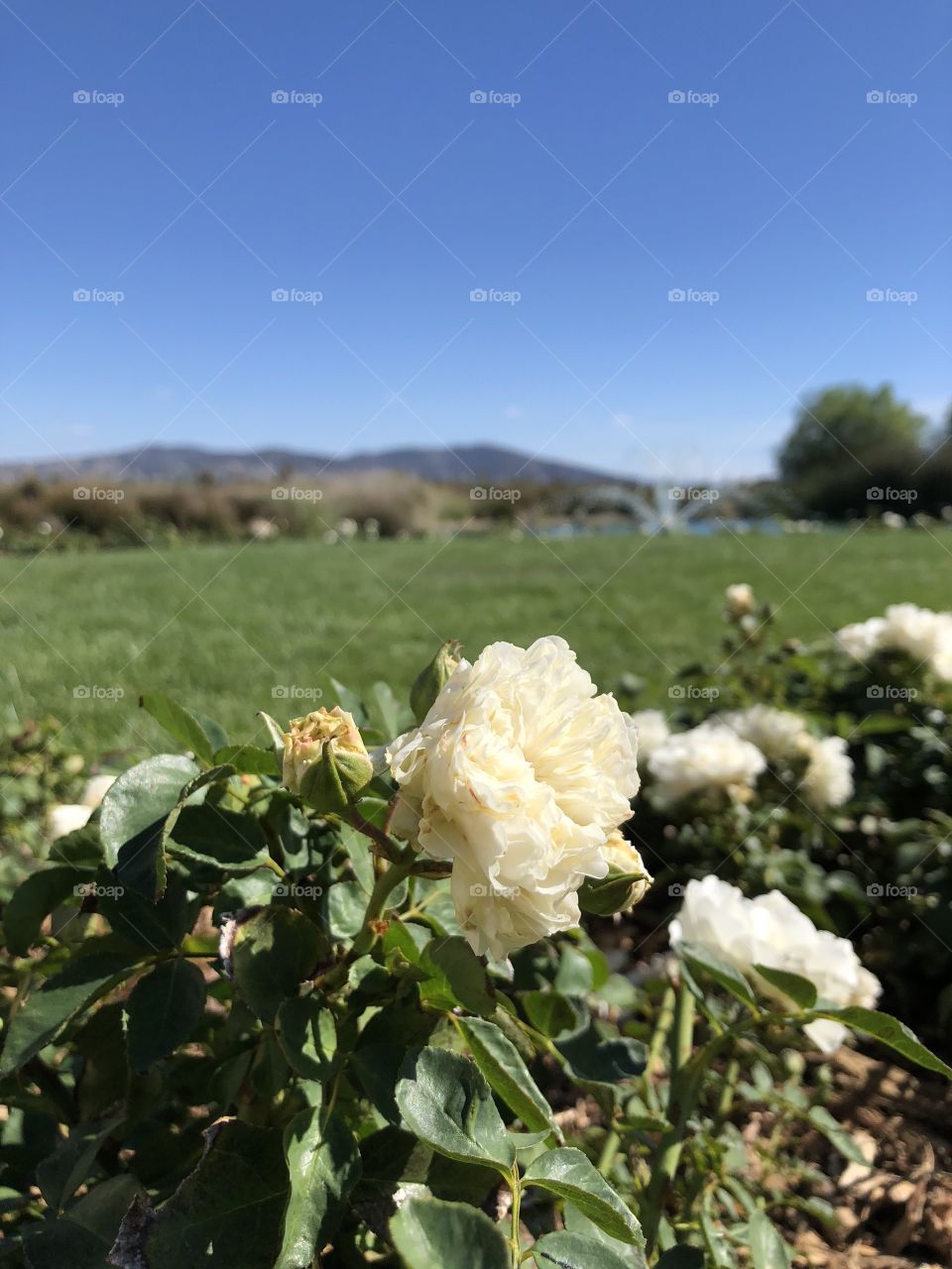 Small white rose framed by a lake in a vineyard on a glorious, sunny, autumn day in wine country: Temecula, California. Green grass, blue sky, mint lake, and white roses. 