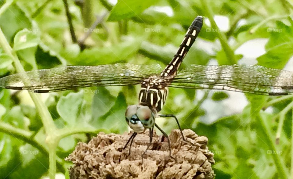 Local Wildlife, Missouri, 2016