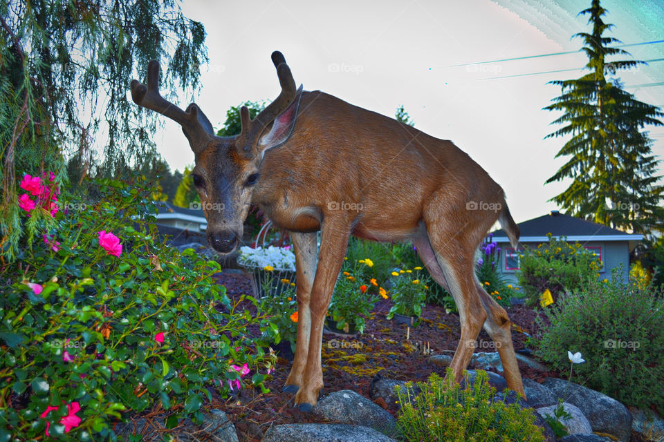 4-Point young buck deer. Young 4-point buck pigging out in the rose bush...
