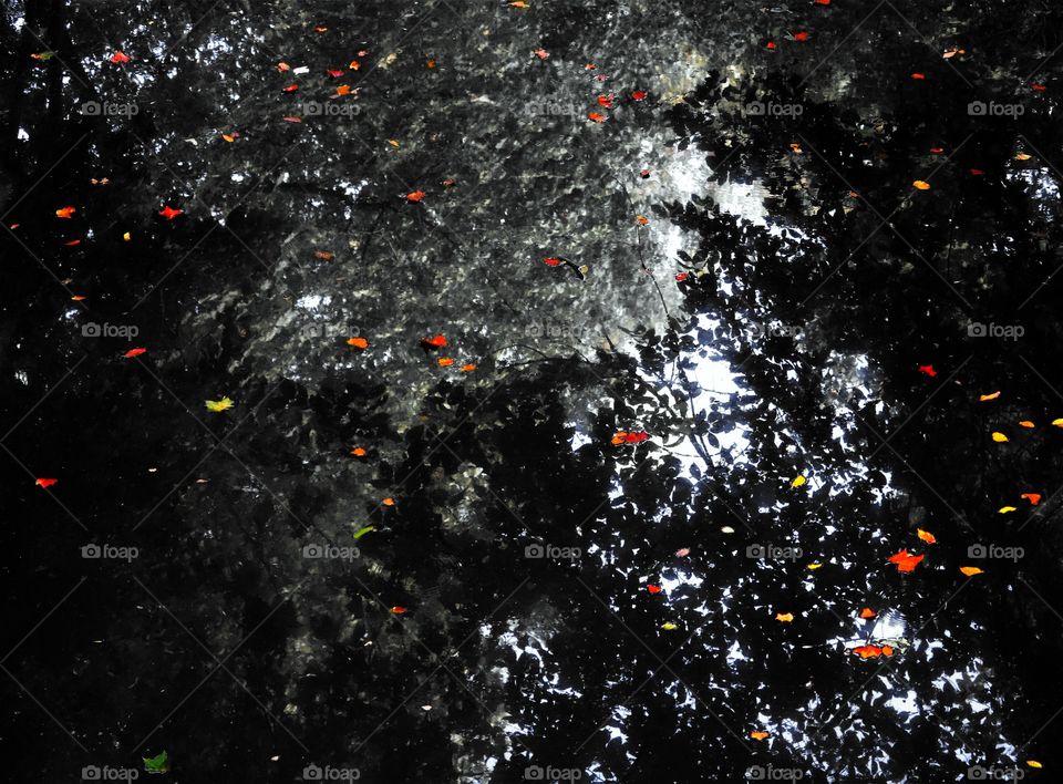 Orange Leaves on the Water