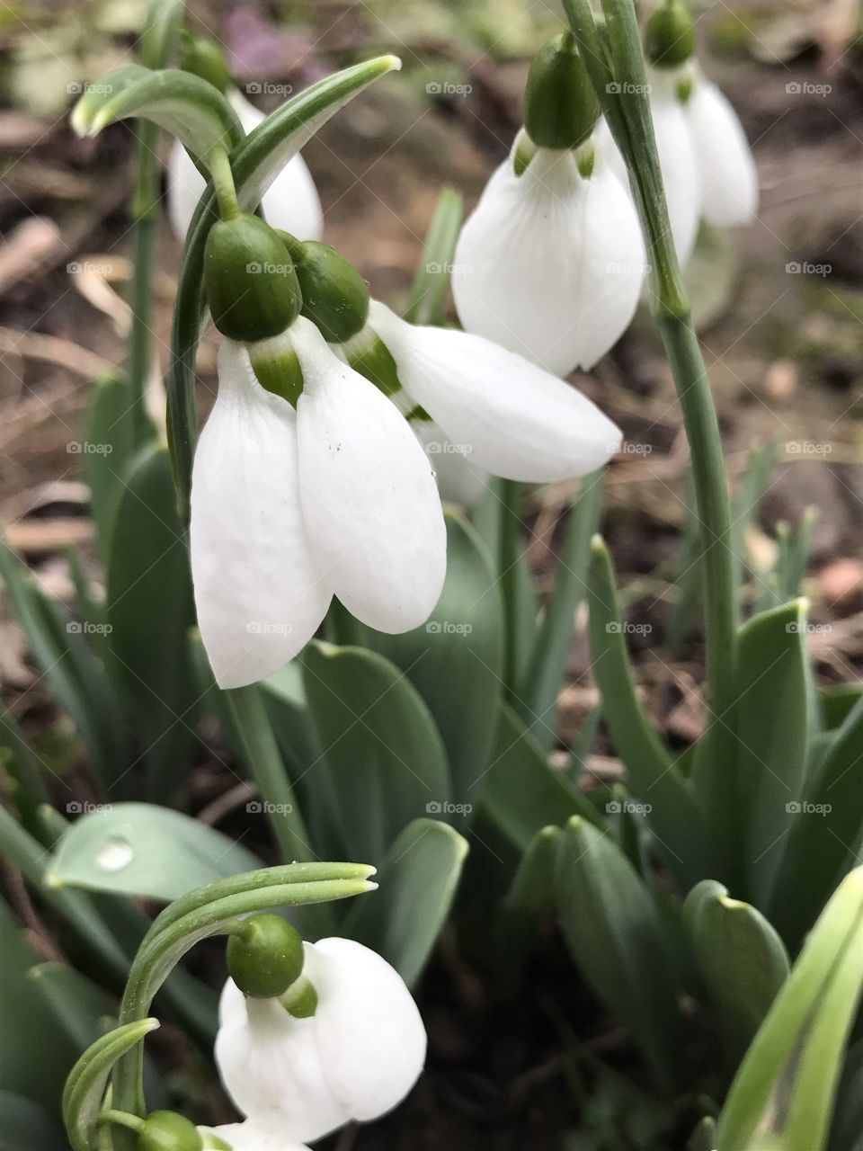 Snowdrop