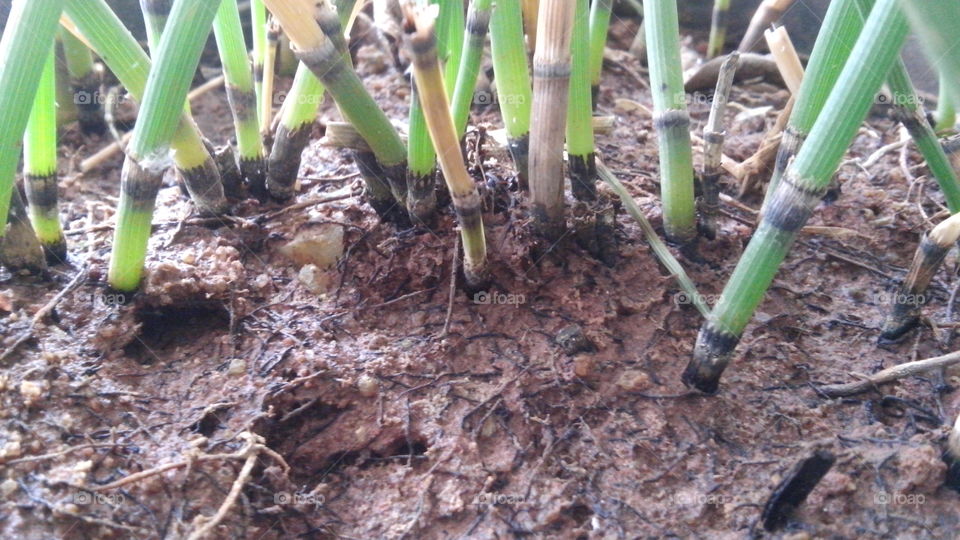 Soil, Growth, Leaf, Flora, Nature