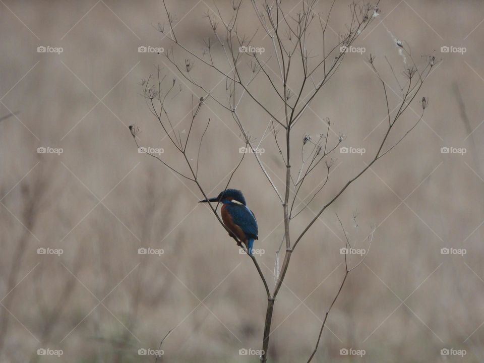A kingfisher at the beck