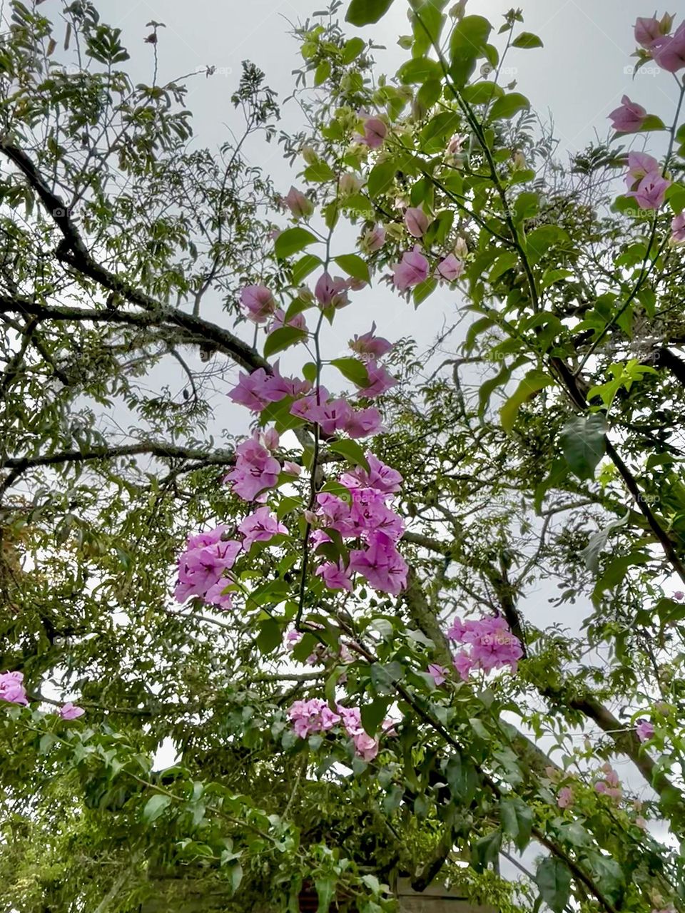 Spring has sprung coming flowers and colors