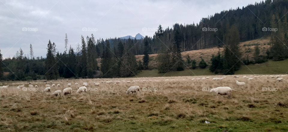 sheeps in the mountains
