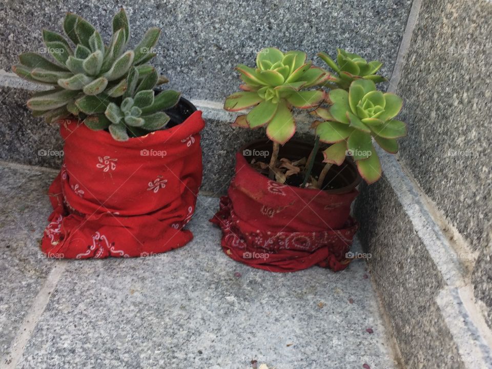 Plants