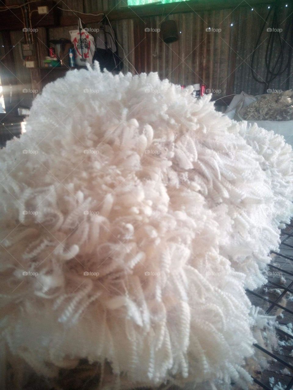Australian merino sheep fleece after shearing 