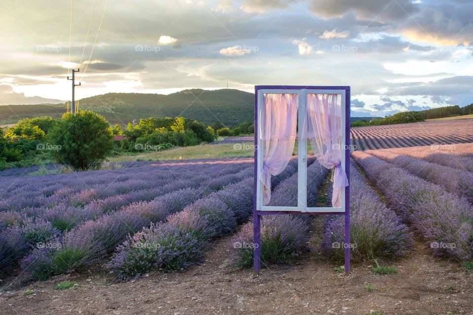 There is no House... But Purple Window Middle Lavender Field