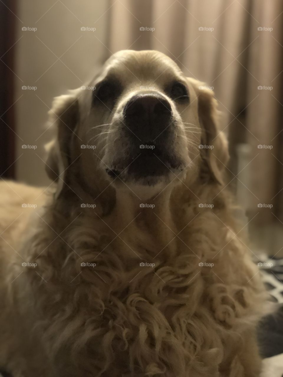 Nocas (Golden Retriever)