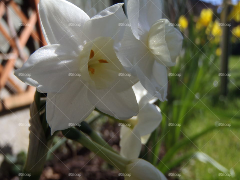 Narcissus & garden