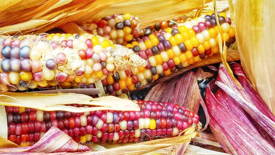 A beautiful rainbow of colorful corns on a cob.