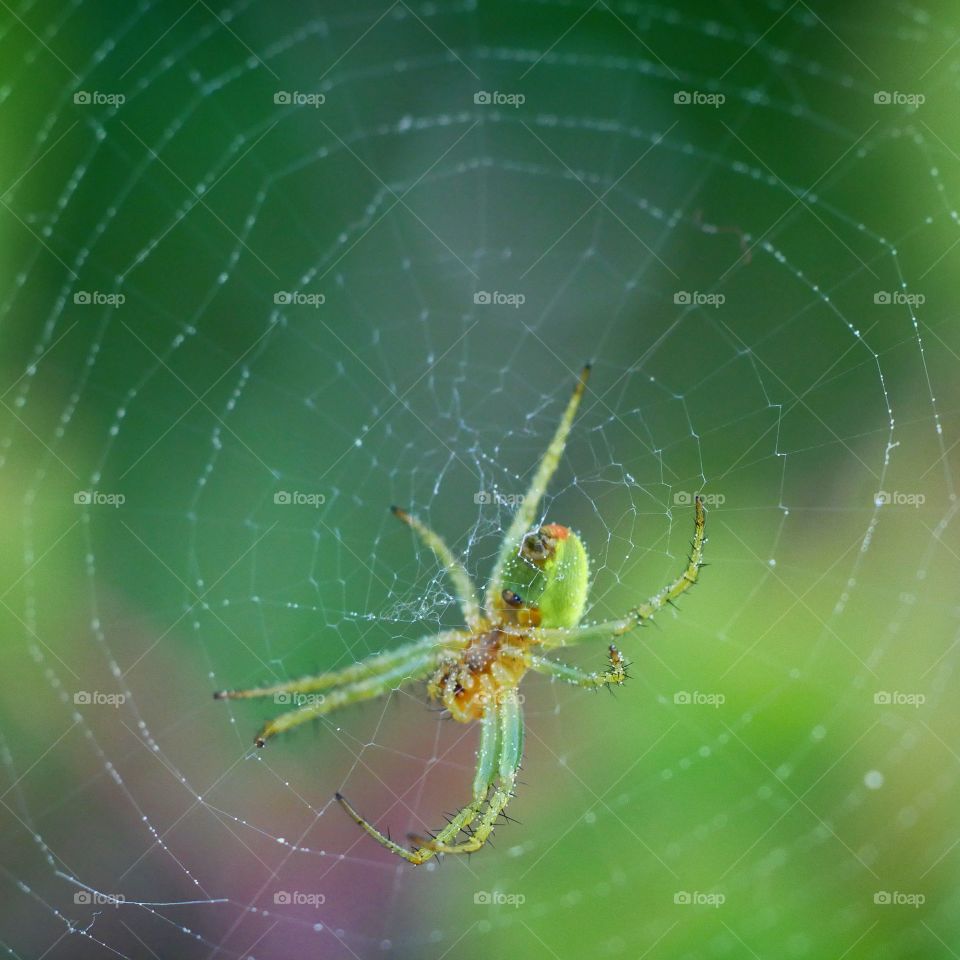 Spinne im Netz