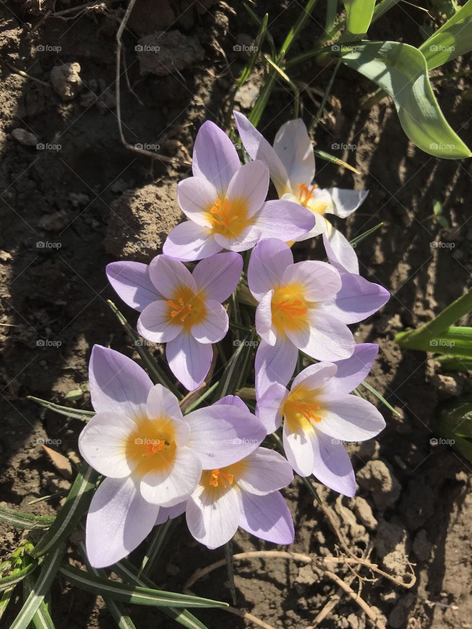 Light purple crocuses in the sunlight. First signs pf spring. Light purple flowers.