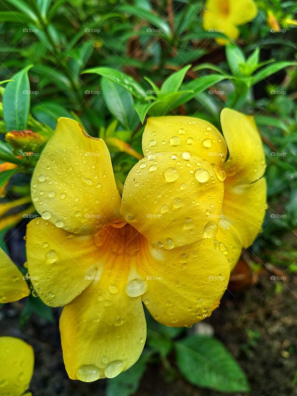 Beautiful blooming Yellow flowers