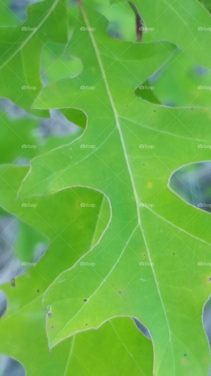 Oak leaf up close