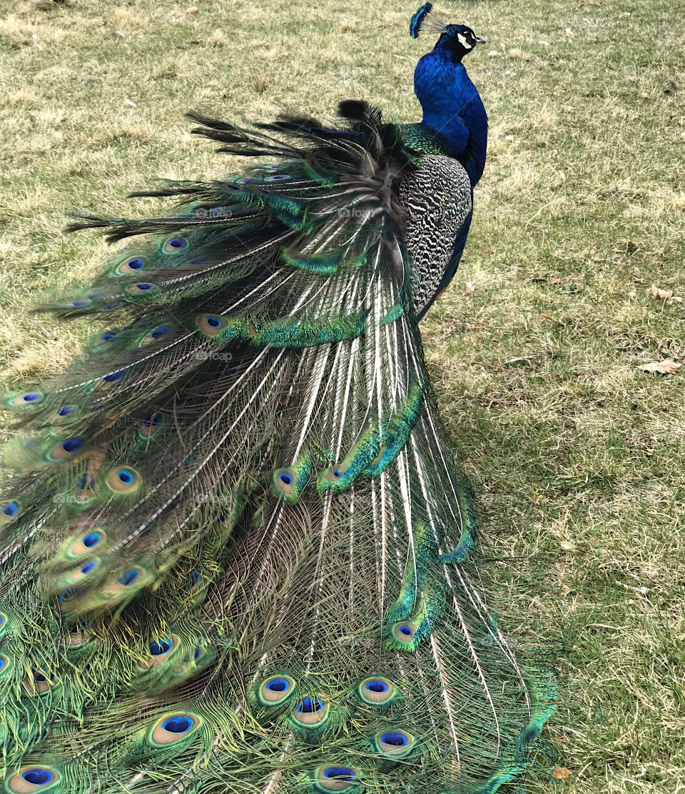 A male peacock with brilliant turquoise, blue, green, brown, black and white colors spreading its tail feathers for the mating ritual at Peterson’s Rock Garden in Central Oregon on a spring day.