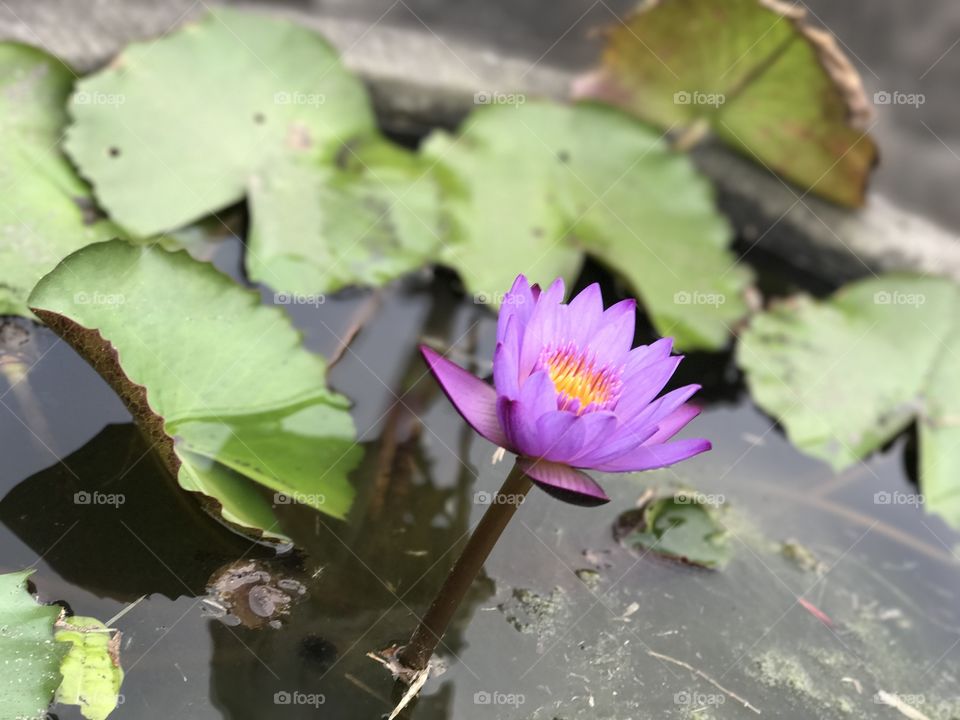 Pool, Lotus, Flower, Lily, Leaf