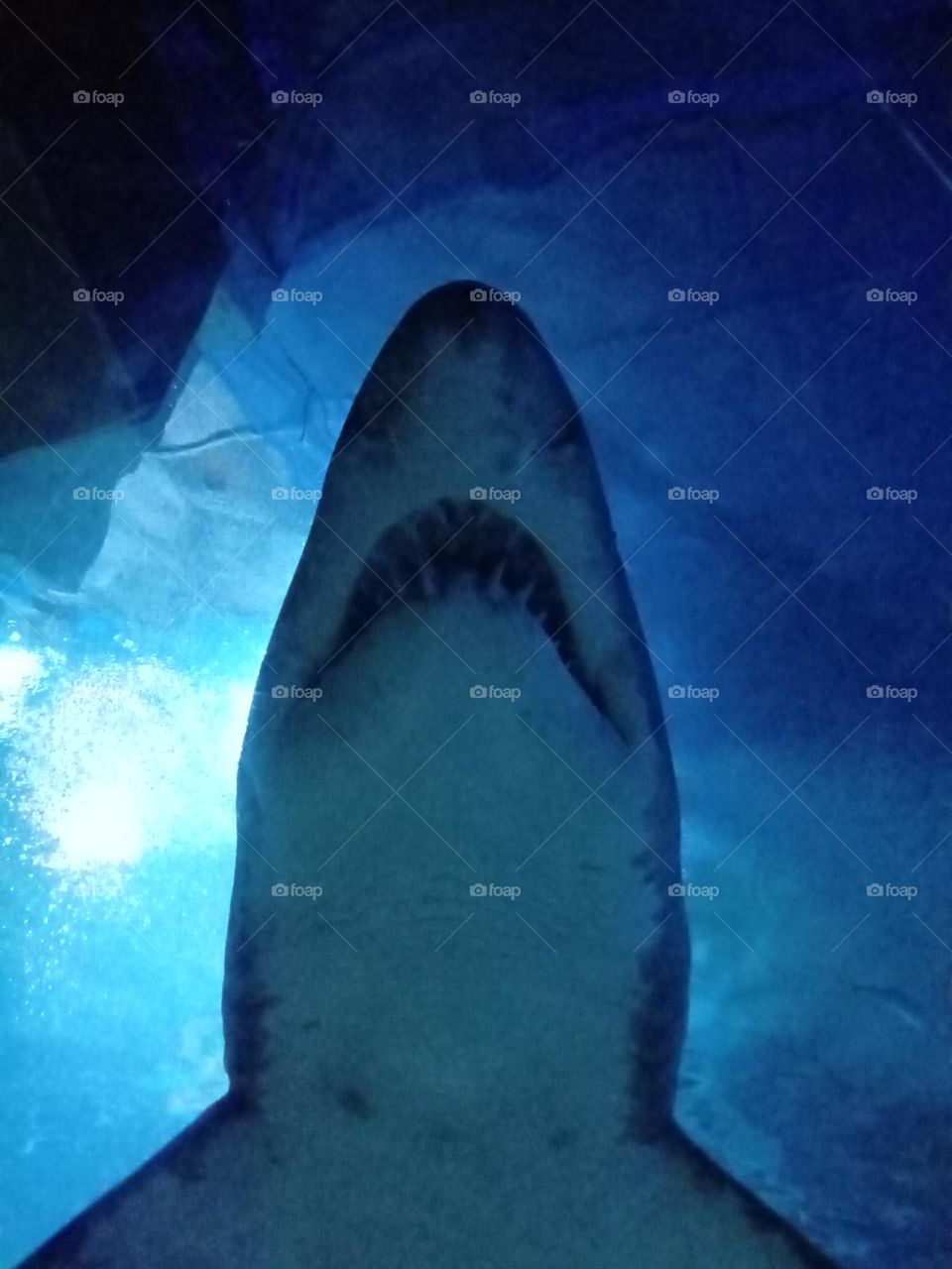SHARK!!!!!