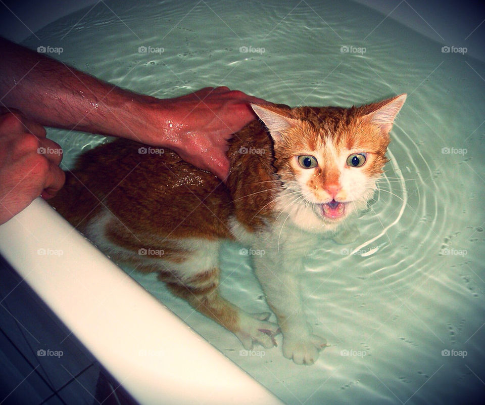 Kitten having a bath