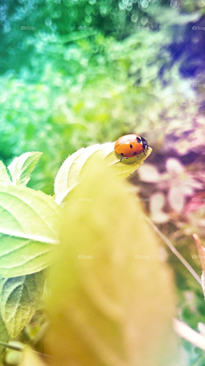 ladybug