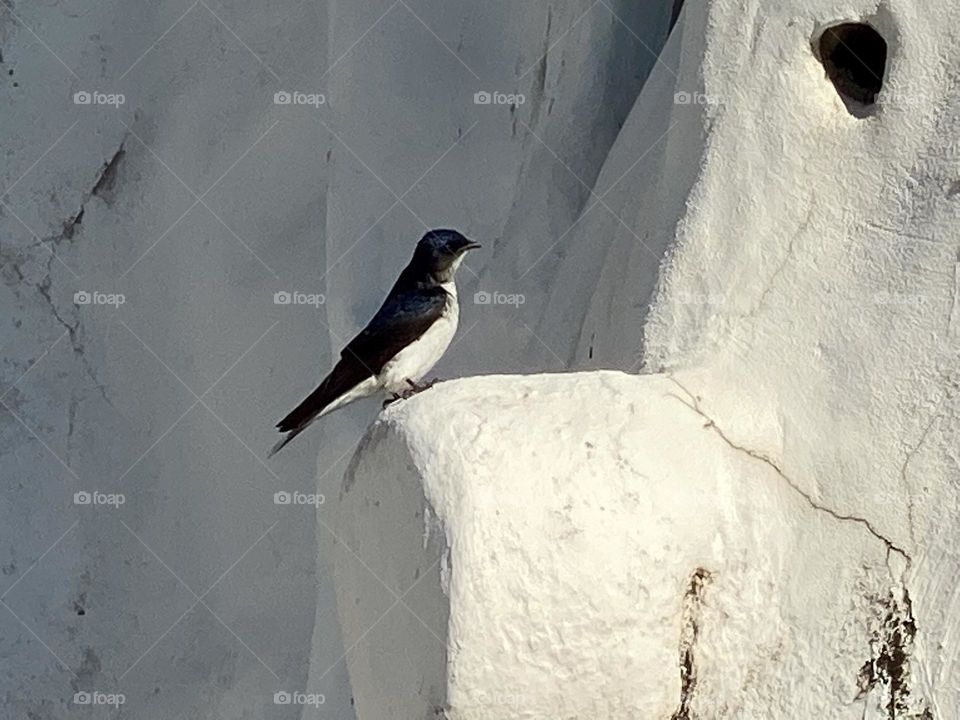 Bird on the wall