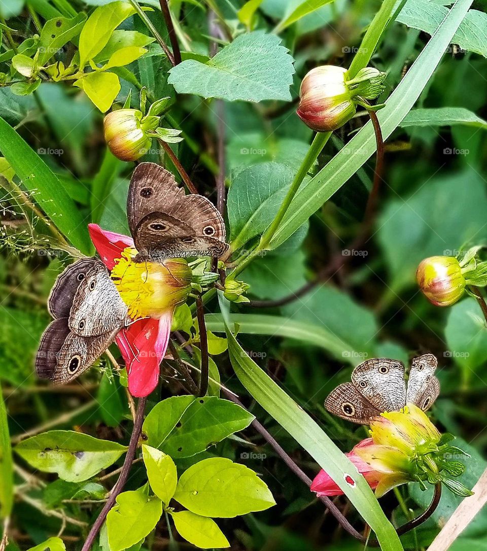 three butterflies landed on a wild flower