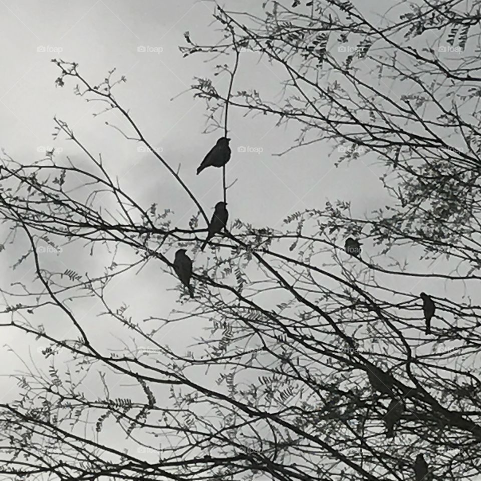 Bird Silhouette