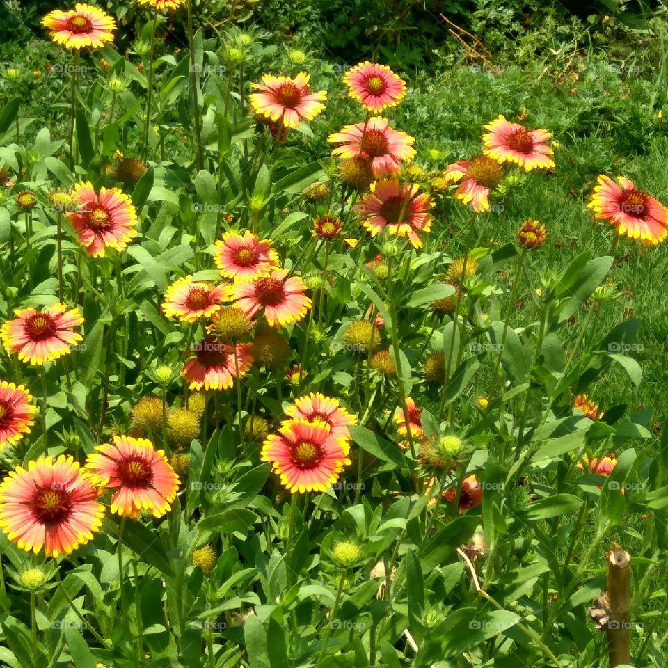 Nature's bounty - Daisy like Blanket Flowers (Gaillardia) blooming in the field! - at Cubbon Park, Bangalore