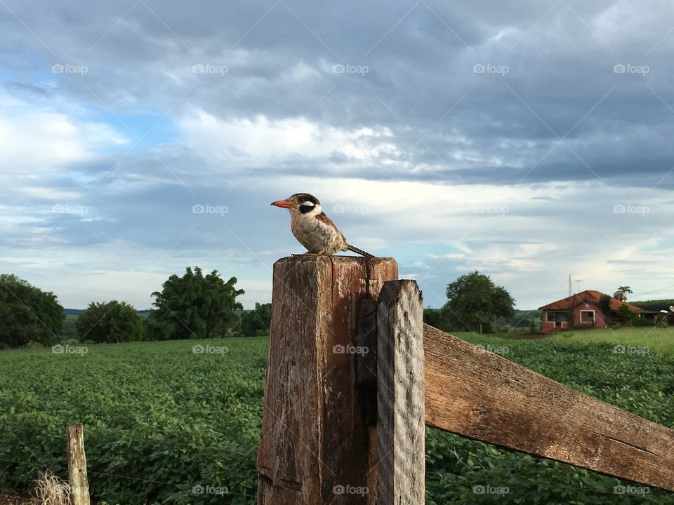 Bird at fence 