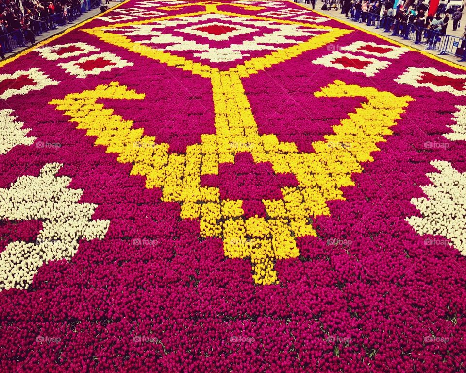 Tulips carpet 💐 