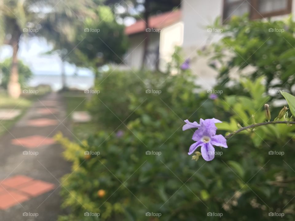 Cute purple flowers near the sea