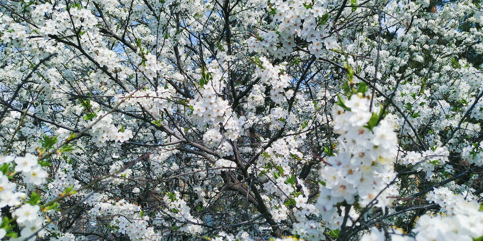 blooming cherry