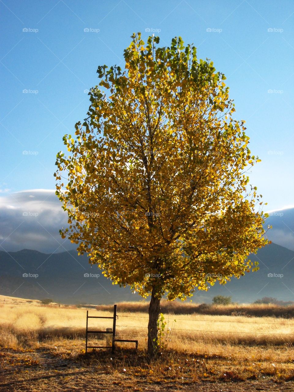 Scenic view of aspen tree