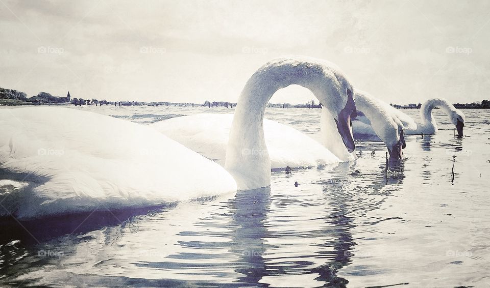 Bosham Swans, Chichester Harbour, West Sussex, England . Bosham Swans, Chichester Harbour, West Sussex, England 