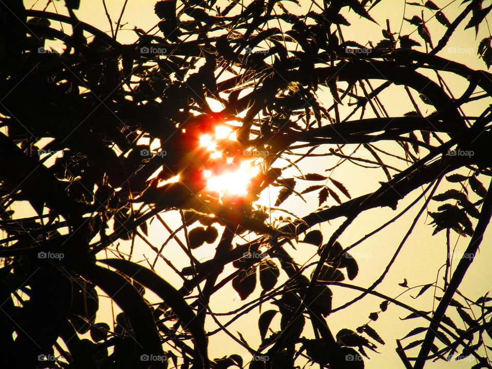Beautiful sunset through trees or leaves with beautiful background