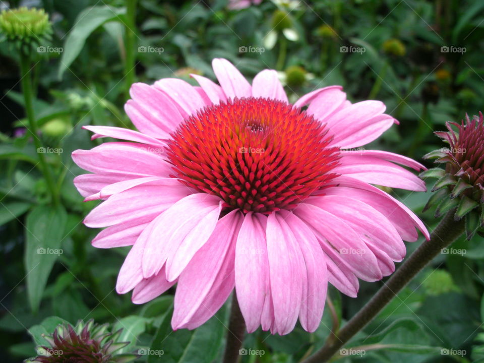 Purple coneflower