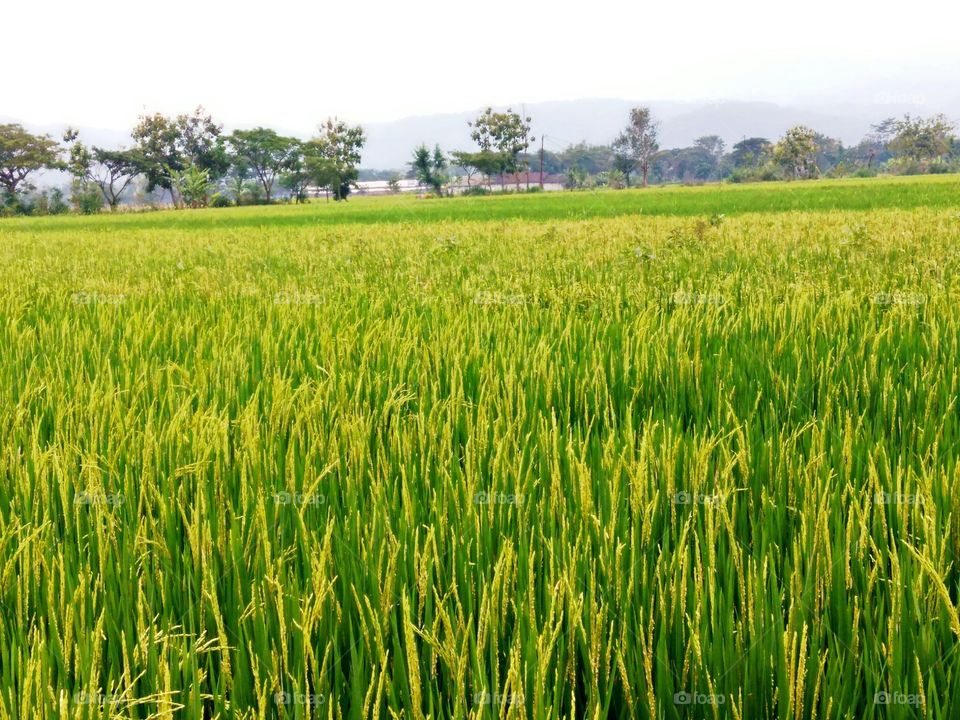 rice in the field