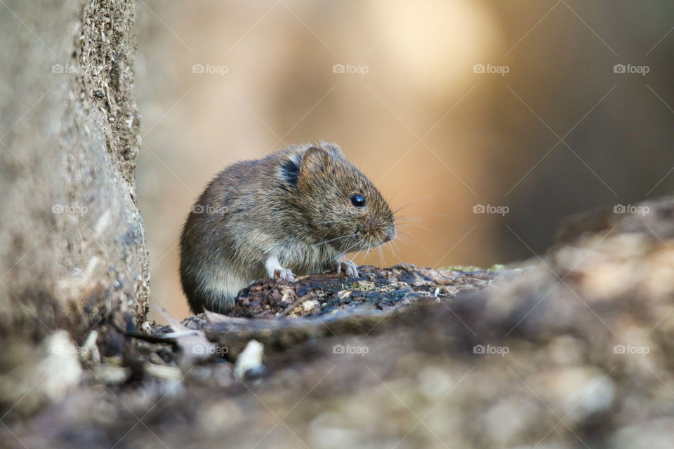 Little mouse in the woods