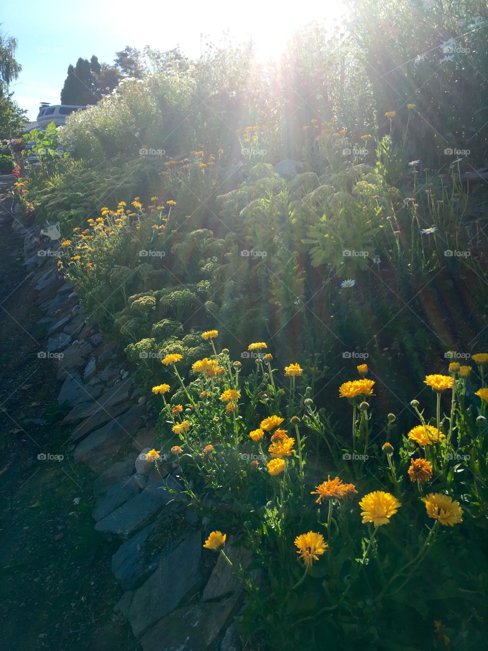 Brightness in the garden.