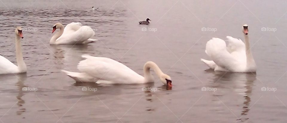 Swan, Bird, Water, Lake, Waterfowl