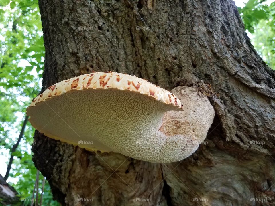 fungus