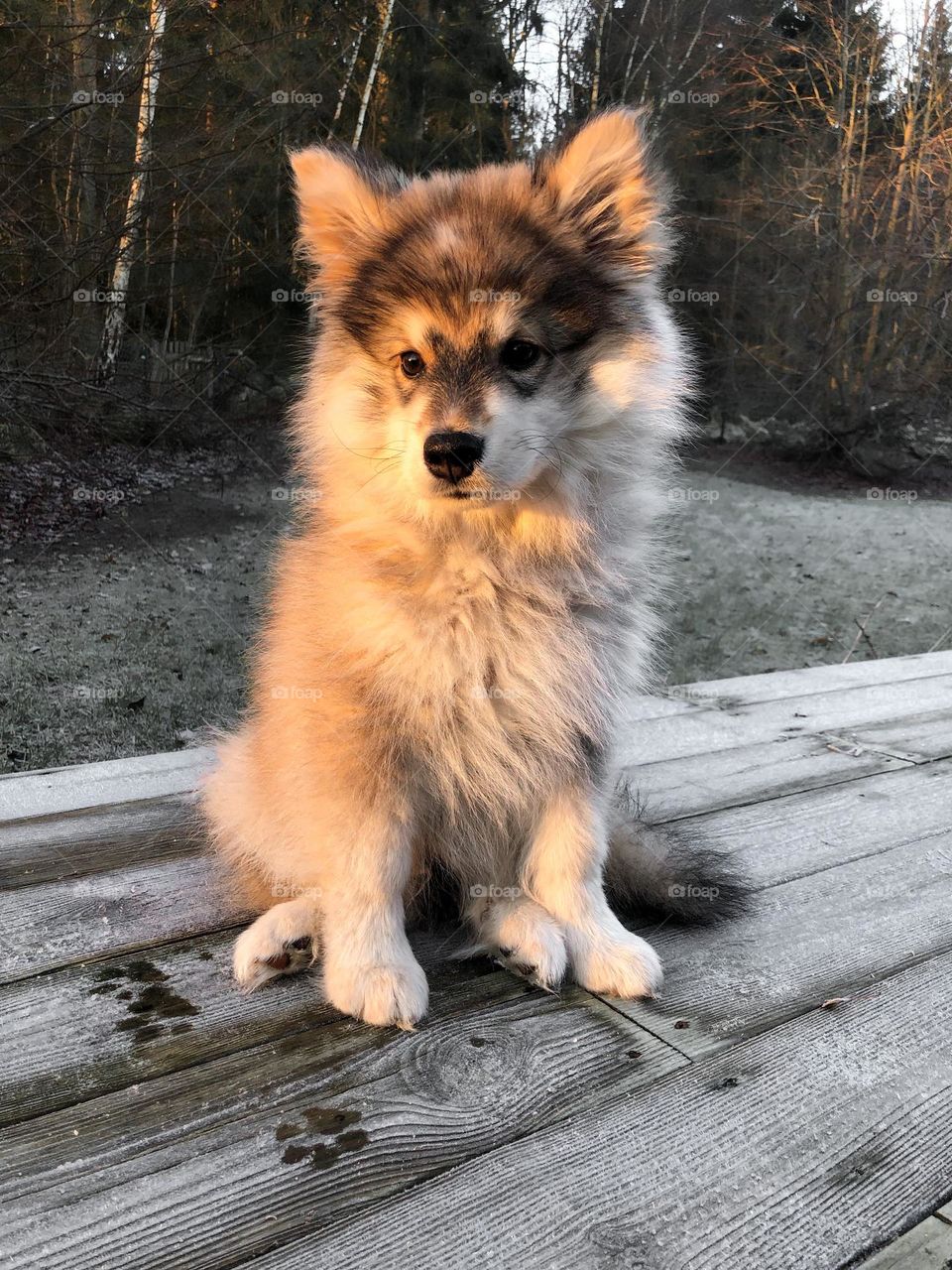 Portrait of a young Finnish Lapphund puppy 