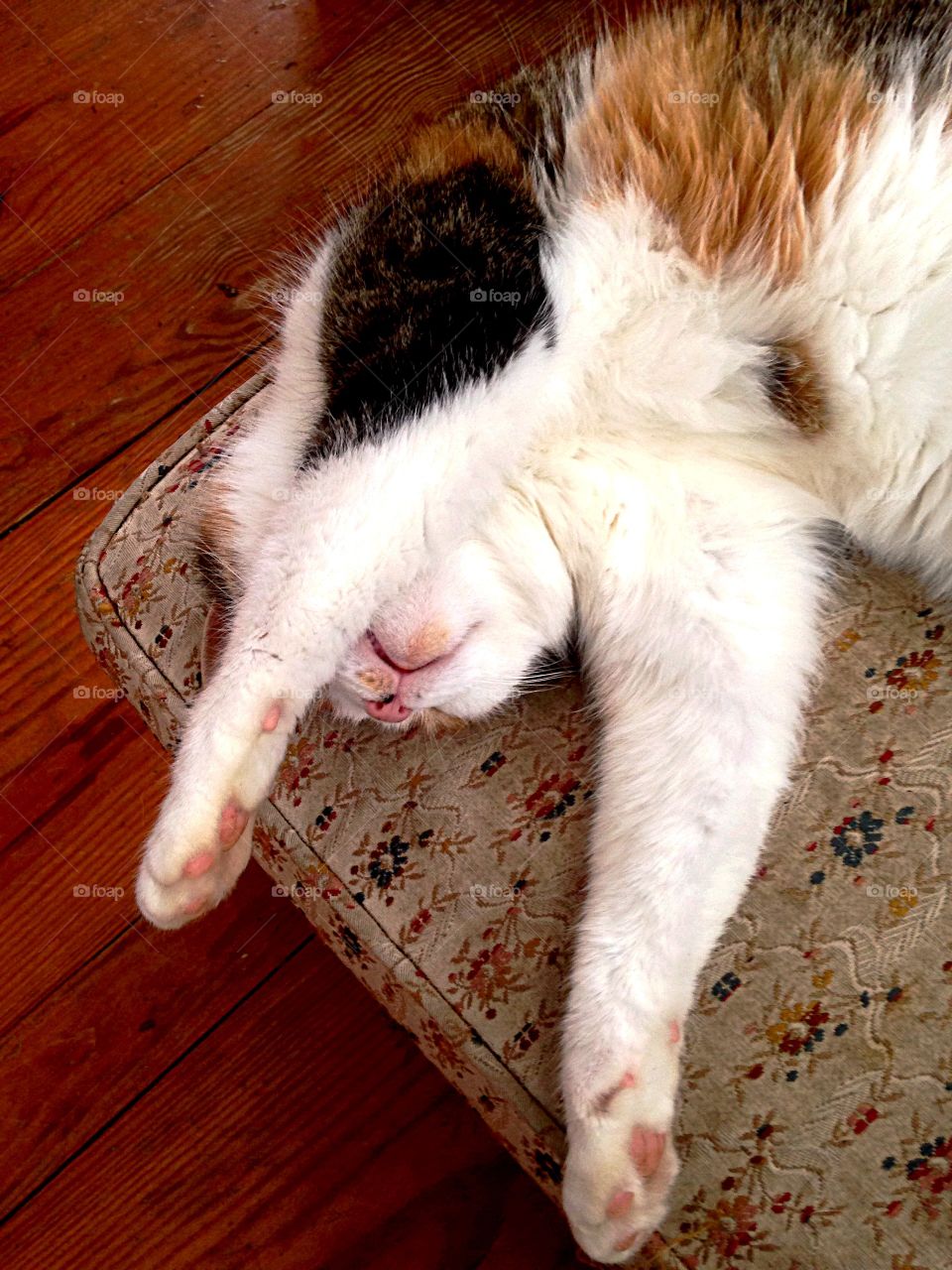 Lazy cat lying on sofa